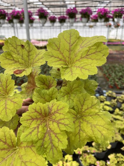 Żurawka Electra Heuchera - obrazek 5
