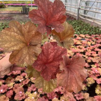 Żurawka Ginger Heuchera