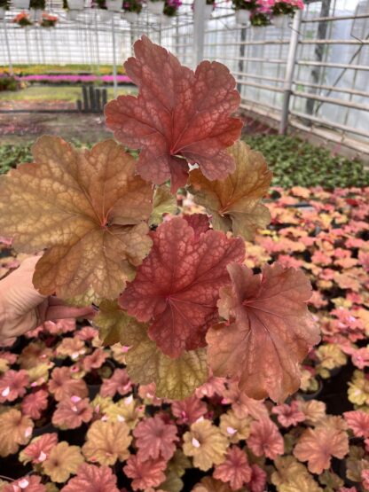 Żurawka Ginger Heuchera