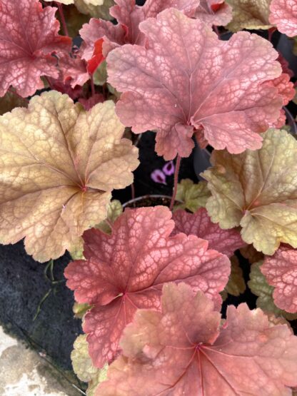 Żurawka Ginger Heuchera - obrazek 4