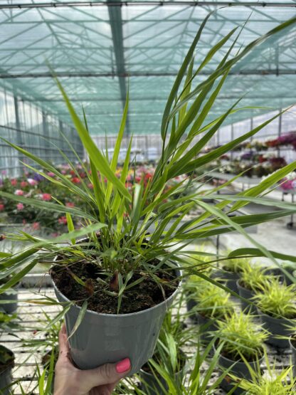 Hakonechloa Greenhills - obrazek 6