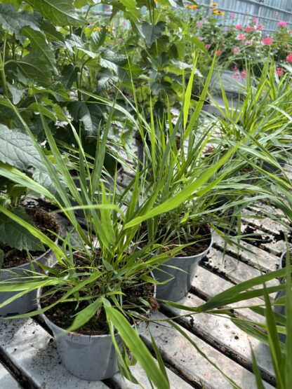 Hakonechloa Greenhills - obrazek 5
