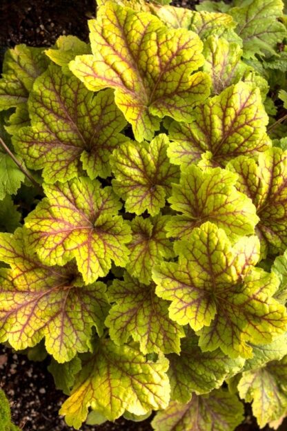 Żurawka Electra Heuchera - obrazek 6