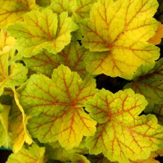 Żurawka Electra Heuchera