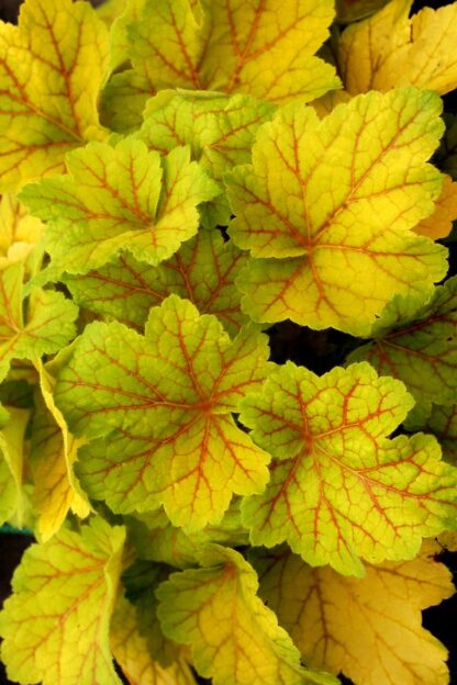 Żurawka Electra Heuchera