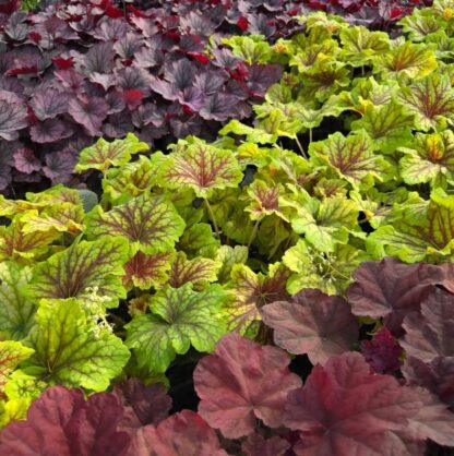 Żurawka Electra Heuchera - obrazek 4
