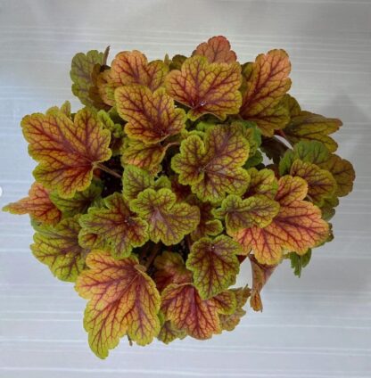 Żurawka Electra Heuchera - obrazek 3