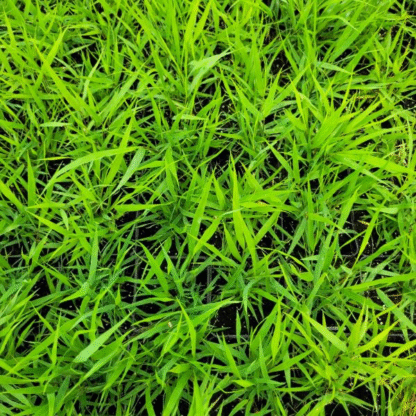 Hakonechloa Greenhills - obrazek 4
