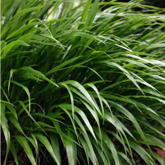 Hakonechloa Greenhills