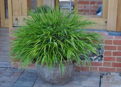 Hakonechloa Greenhills - obrazek 3