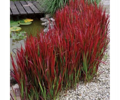 Imperata Red Baron - obrazek 4