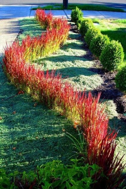 Imperata Red Baron - obrazek 3