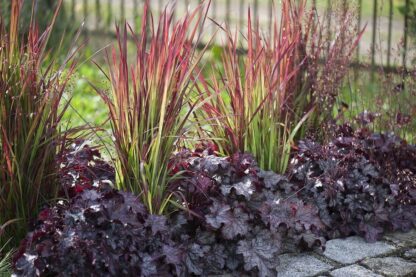 Imperata Red Baron - obrazek 2