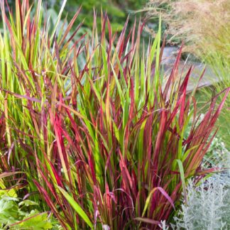 Imperata Red Baron