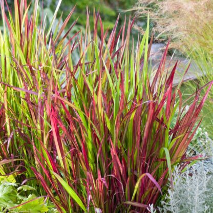 Imperata Red Baron