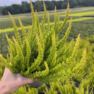 Wrzos Skyline cytrynowo pomarańczowy