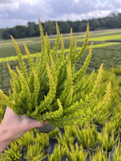 Wrzos Skyline cytrynowo pomarańczowy