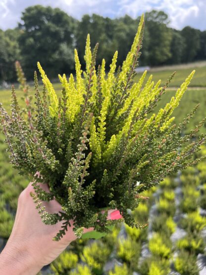 Wrzos trójkolorowy biało-cytrynowo-różowy