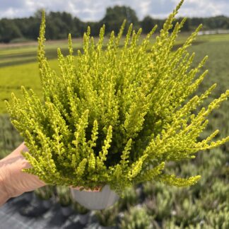 Wrzos cytrynowy