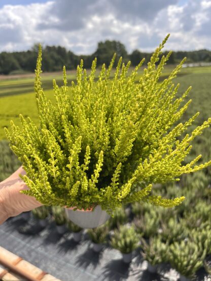 Wrzos cytrynowy