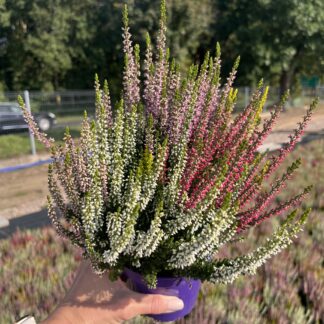 Wrzos trójkolorowy różowo fioletowo biały