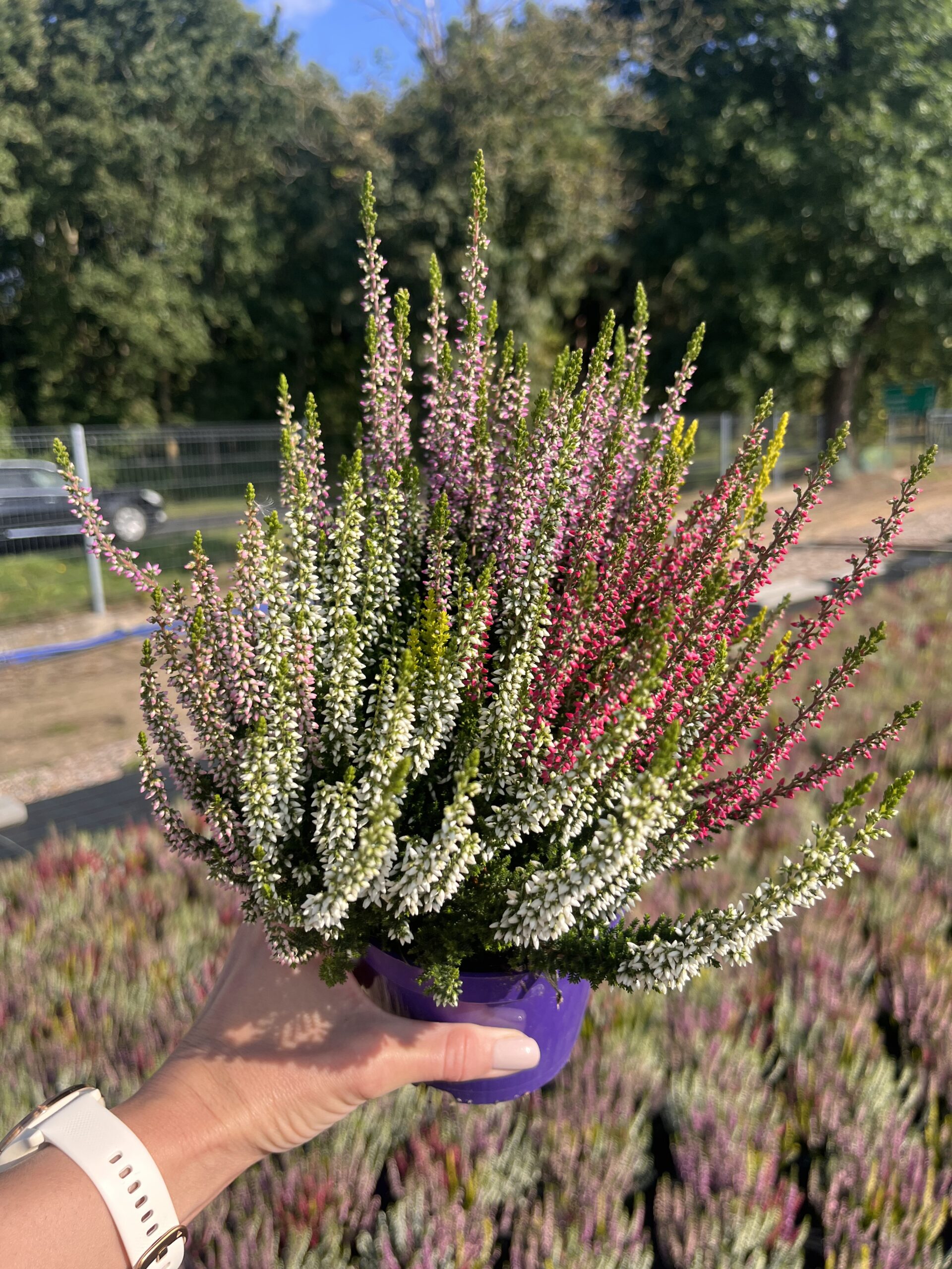 Wrzos trójkolorowy różowo fioletowo biały