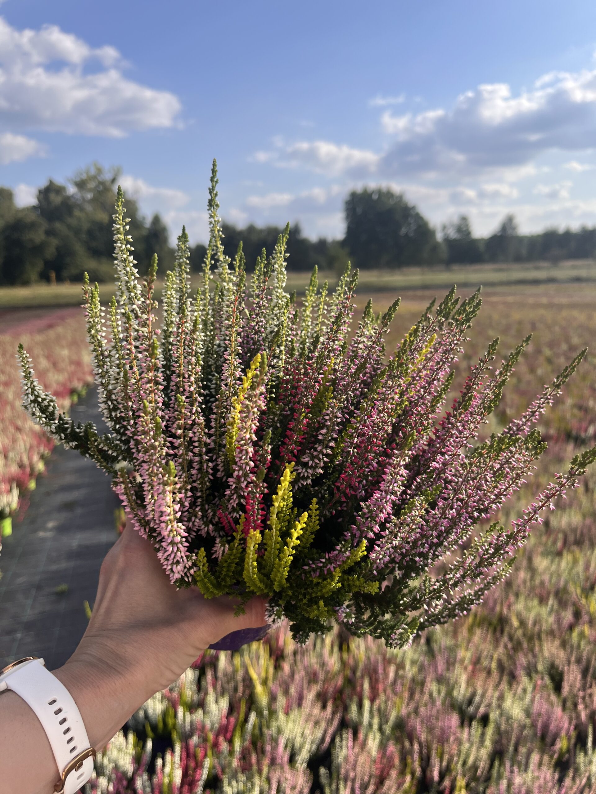 Wrzos trójkolorowy biało-cytrynowo-różowy - obrazek 2