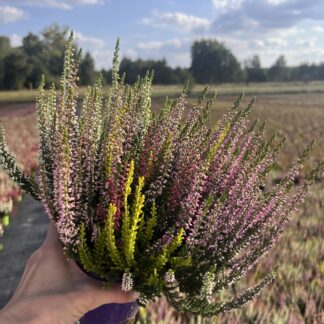 Wrzos trójkolorowy biało-cytrynowo-różowy