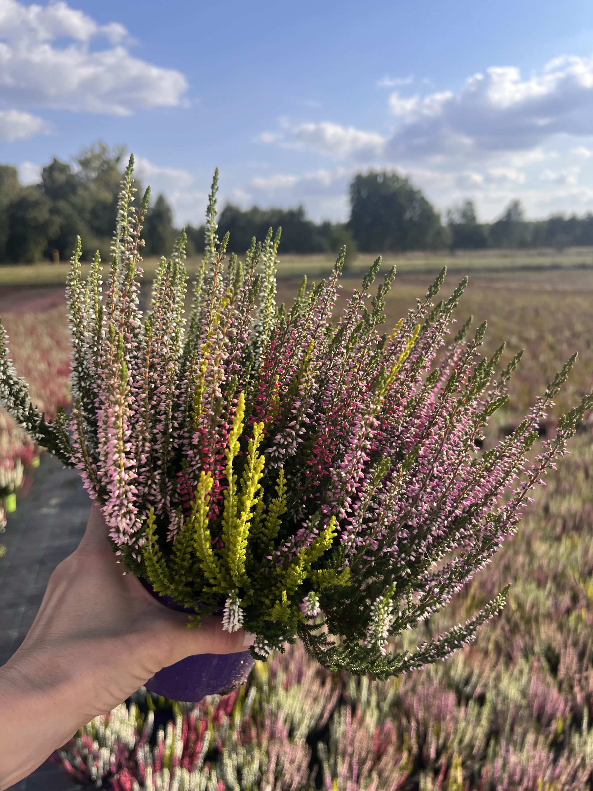 Wrzos trójkolorowy biało-cytrynowo-różowy