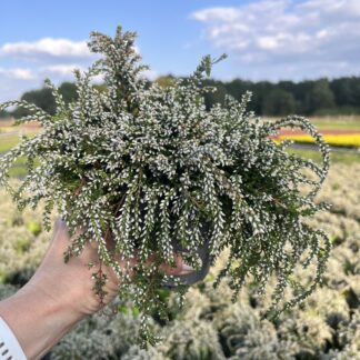 Wrzos zwisający biały