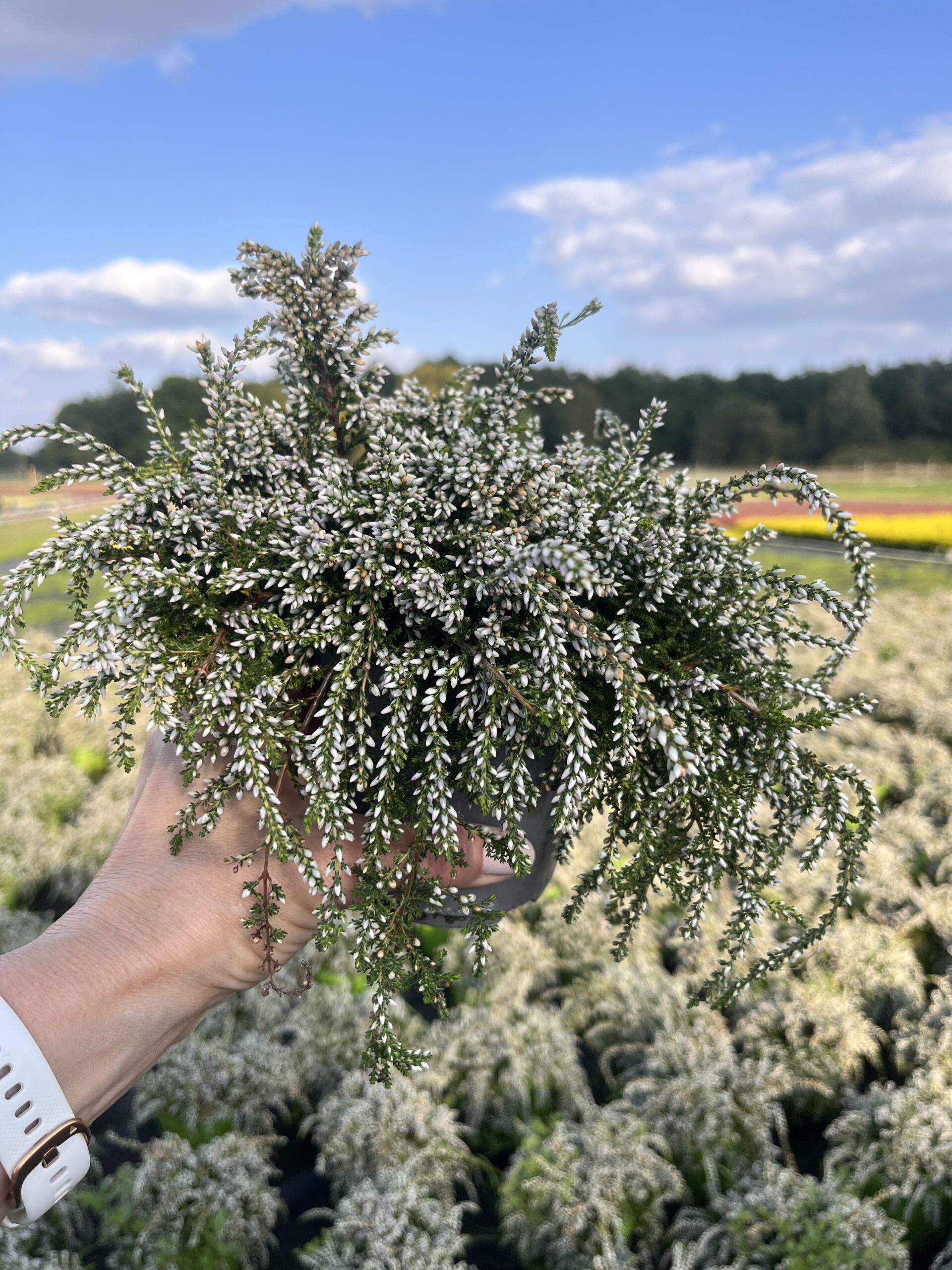 Wrzos zwisający biały