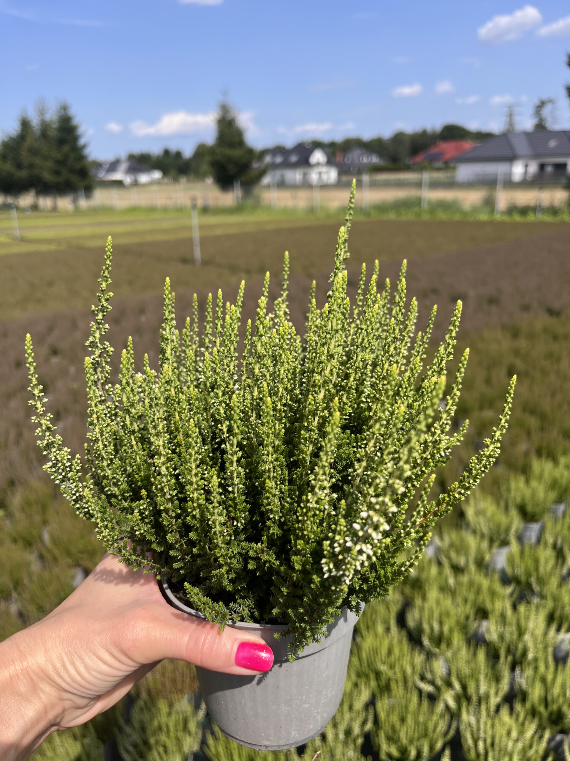 Wrzos biały - obrazek 5