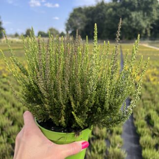 Wrzos dwukolorowy fioletowo biały