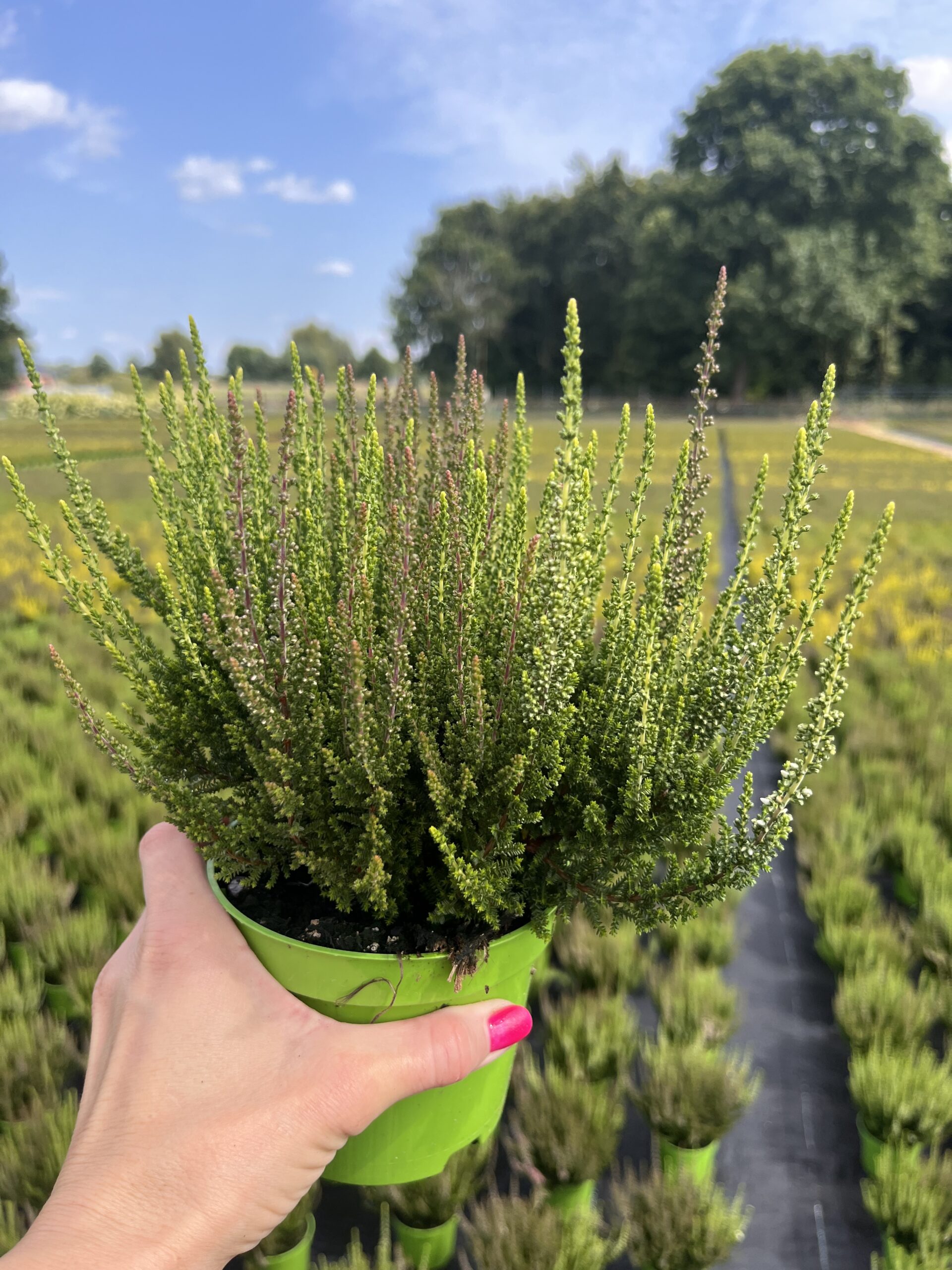 Wrzos dwukolorowy fioletowo biały