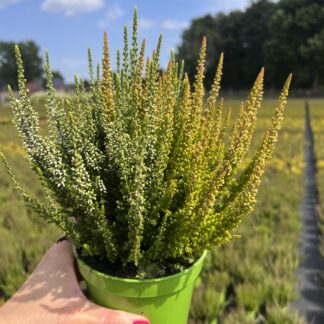 Wrzos dwukolorowy biało pomarańczowy