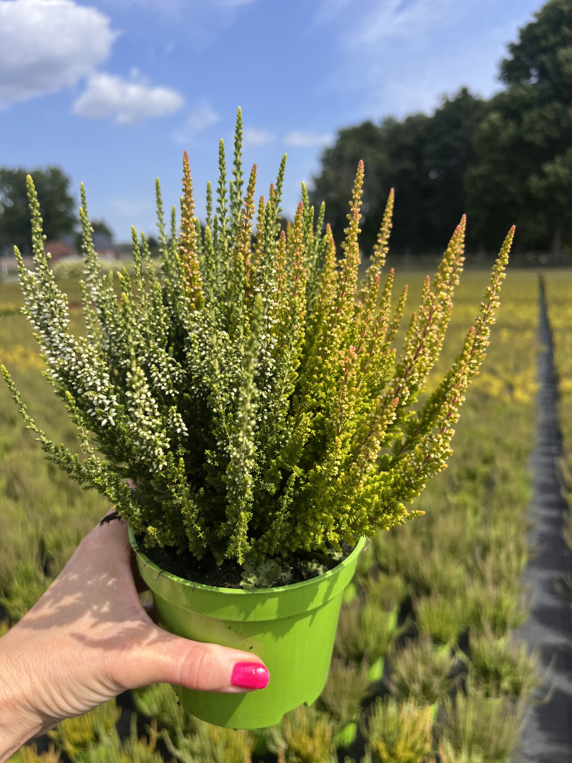 Wrzos dwukolorowy biało pomarańczowy