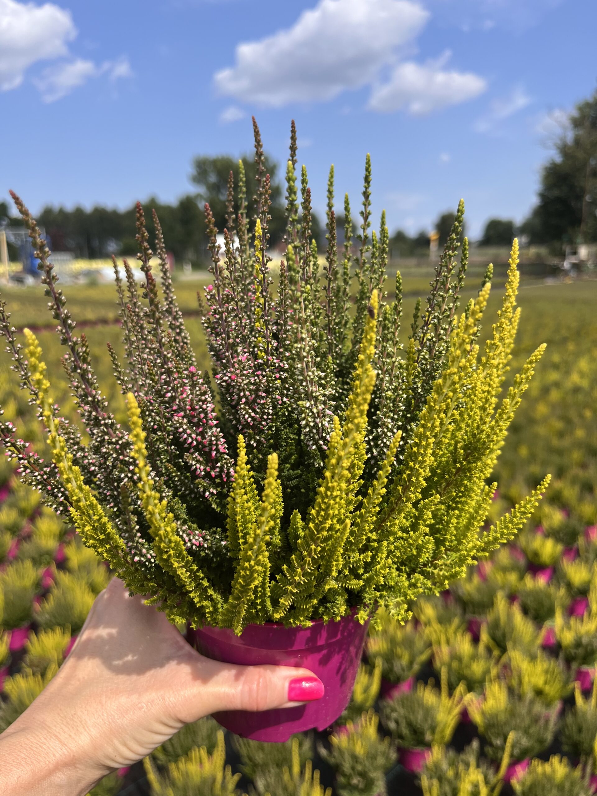 Wrzos trójkolorowy różowo biało pomarańczowy - obrazek 3