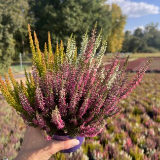 Wrzos trójkolorowy różowo biało pomarańczowy