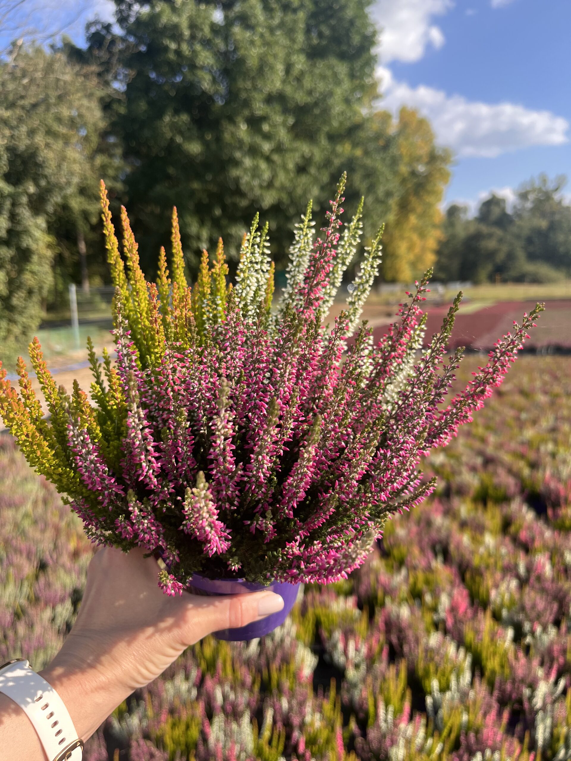 Wrzos trójkolorowy różowo biało pomarańczowy