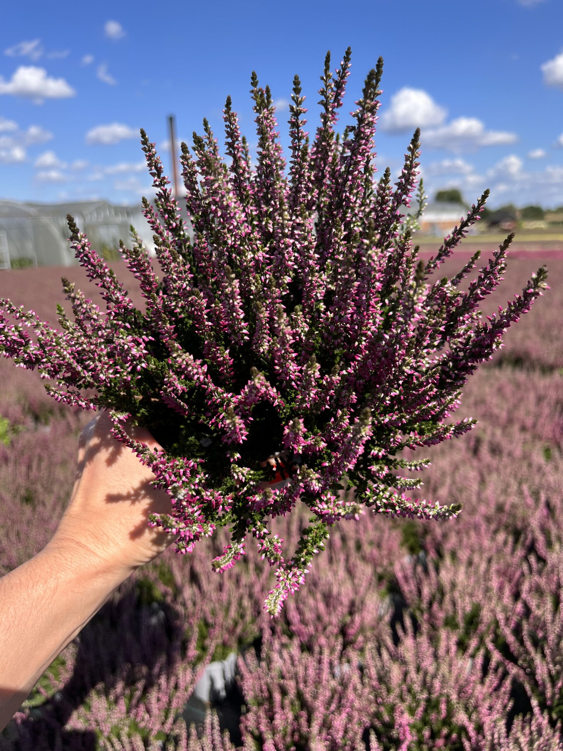 Wrzos fioletowy - obrazek 4