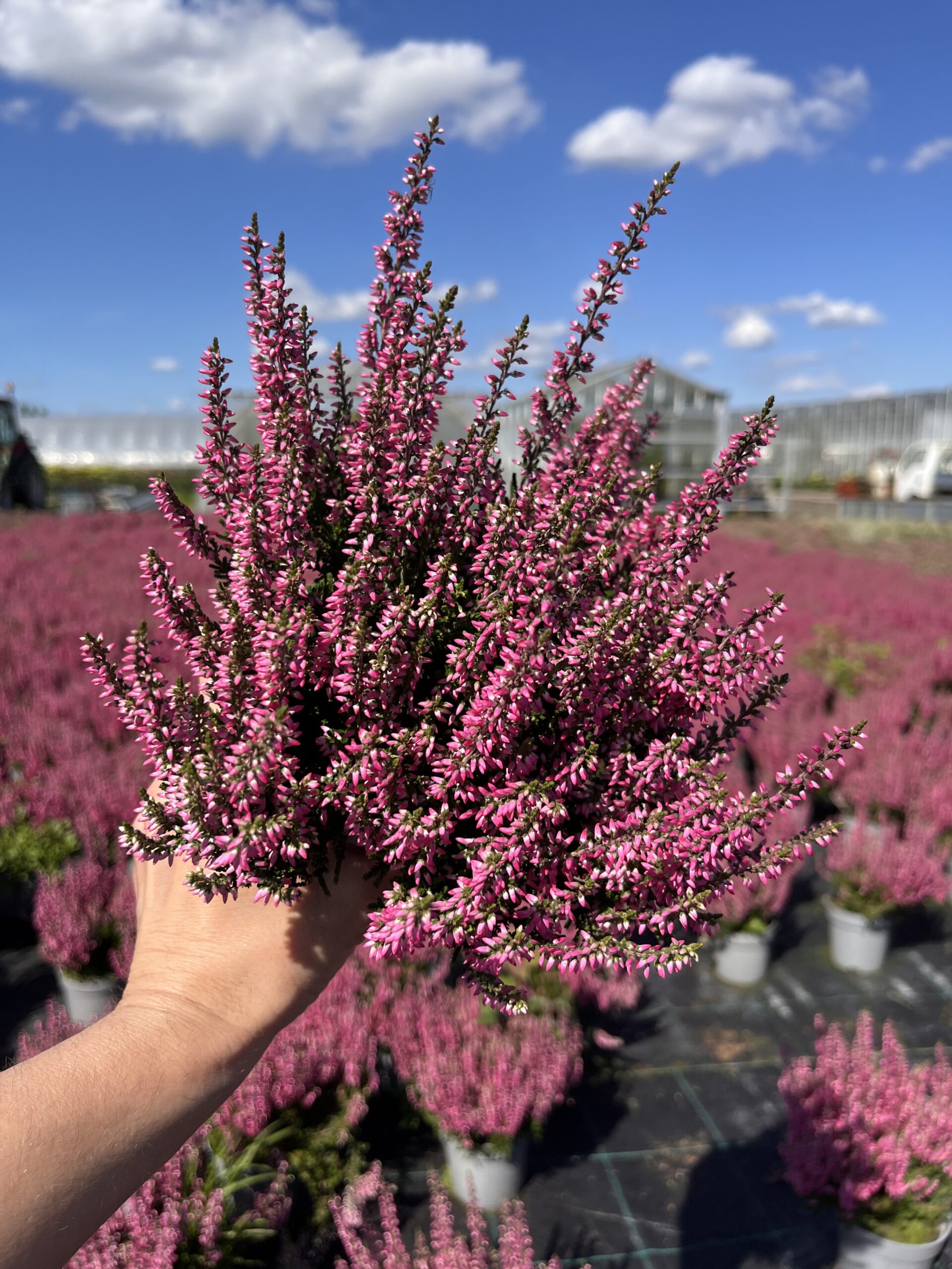 Wrzos różowy - obrazek 3