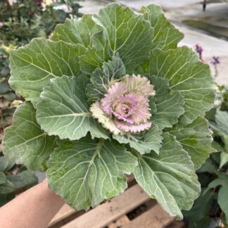 Kompozycja jesienna elegant