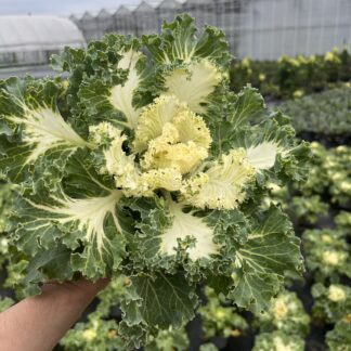 Kompozycja jesienna frosty