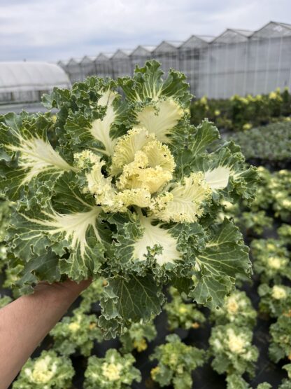 Kompozycja jesienna frosty