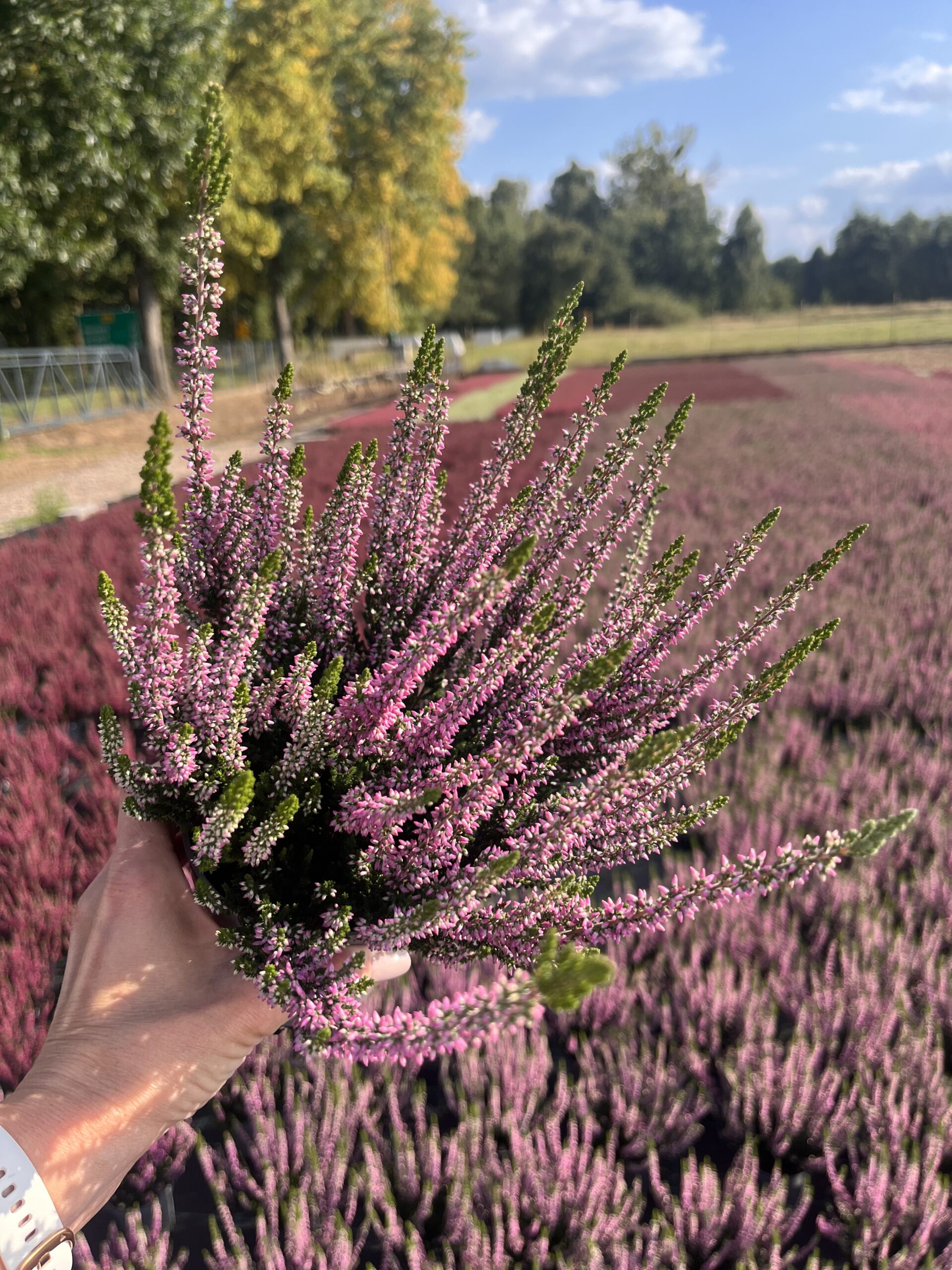 Wrzos fioletowy - obrazek 2