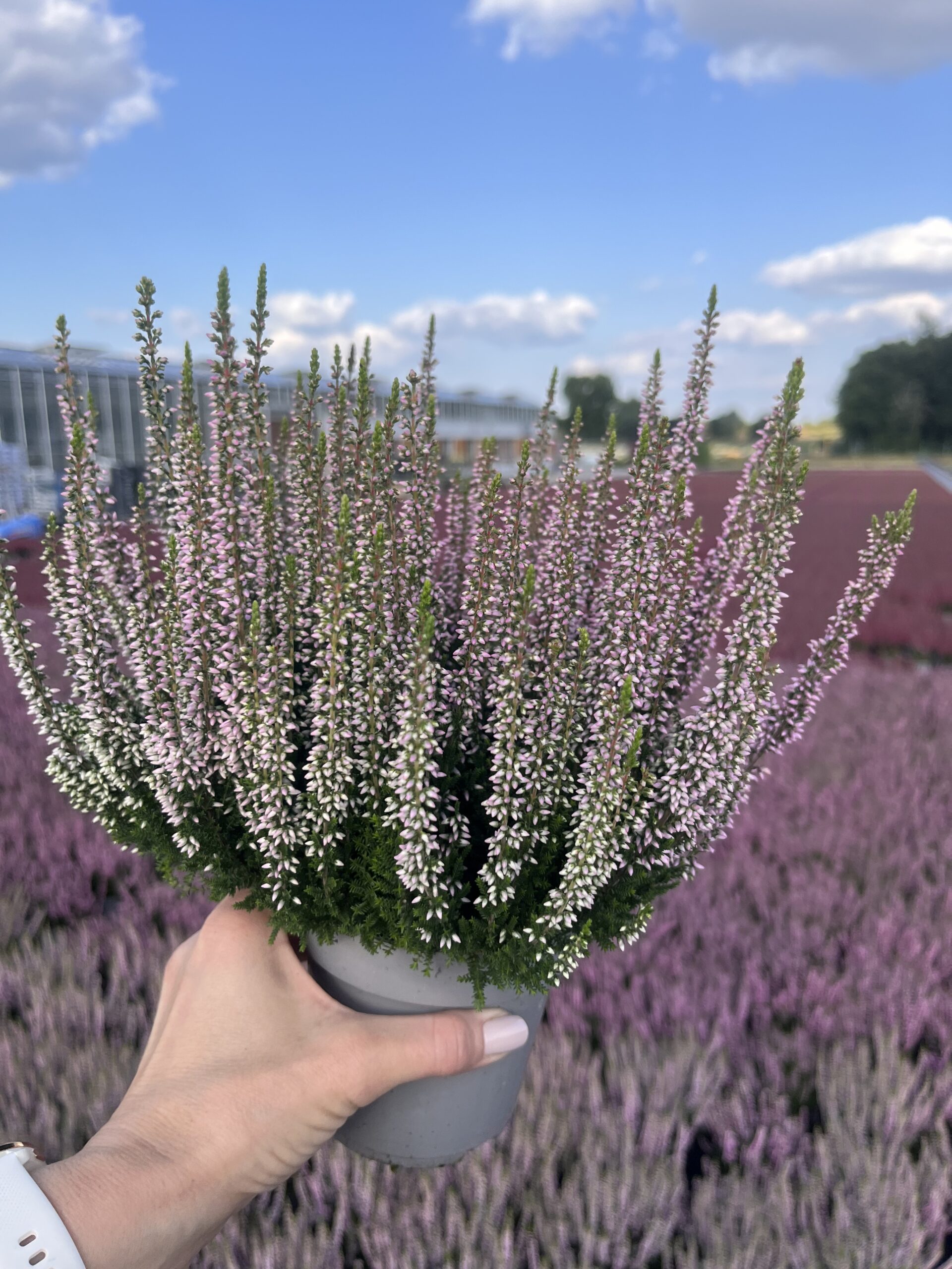 Wrzos lawendowy - obrazek 2