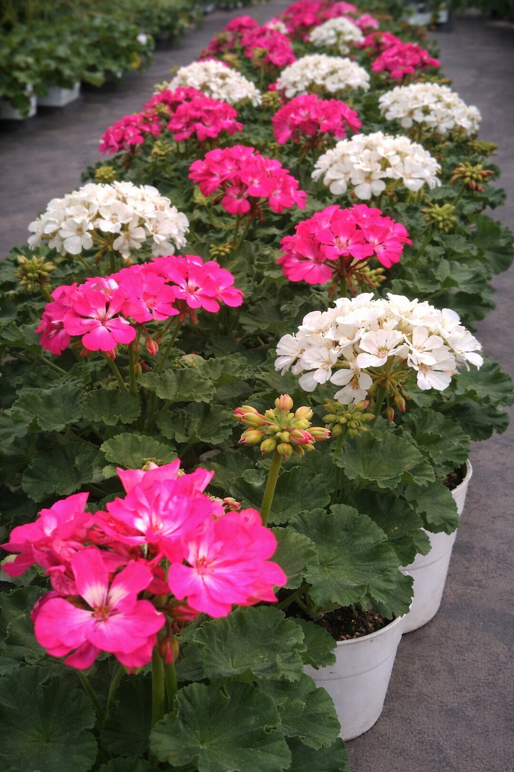 Pelargonia rabatowa Blue - obrazek 5