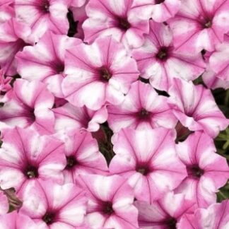 Supertunia Vista Rasberry Star