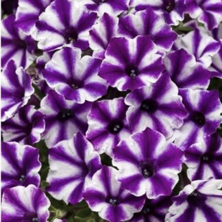 Supertunia Vista Violet Star