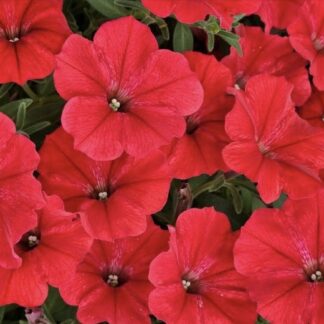 Supertunia Vista Strawberry